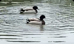 Anas platyrhynchos