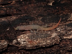 Sphaerodactylus argus argus