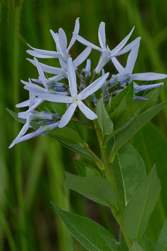 Amsonia repens