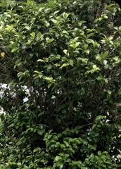 Angiospermae