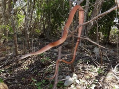 Hypsirhynchus callilaemus