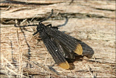 Diatrichalus funereus