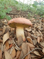 Butyriboletus