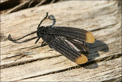 Diatrichalus funereus