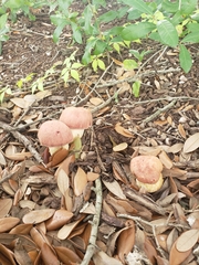 Butyriboletus