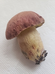 Butyriboletus
