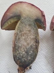 Butyriboletus