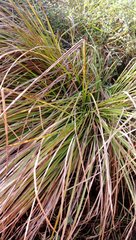 Carex subdola