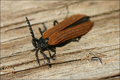 Trichalus semicostatus