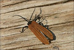 Trichalus semicostatus