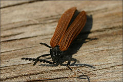 Trichalus semicostatus