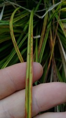 Carex subdola