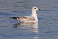 Larus delawarensis