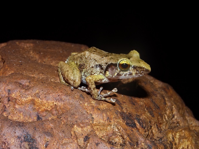 Portland Ridge Frog