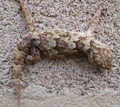 Chondrodactylus turneri