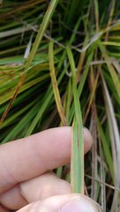 Carex subdola