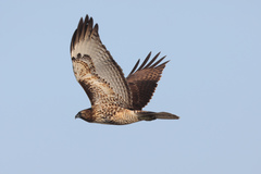 Buteo jamaicensis
