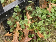 Lamium amplexicaule