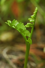 Botrychium crenulatum