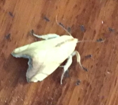 Xanthodes transversa