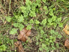 Lamium amplexicaule
