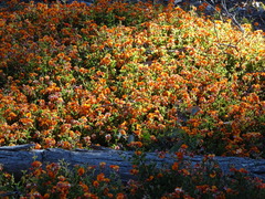 Podolobium procumbens