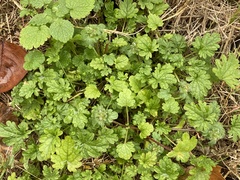 Lamium amplexicaule
