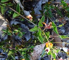 Podolobium procumbens