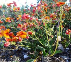 Podolobium procumbens