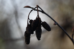 Alnus rubra