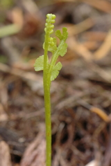 Botrychium crenulatum