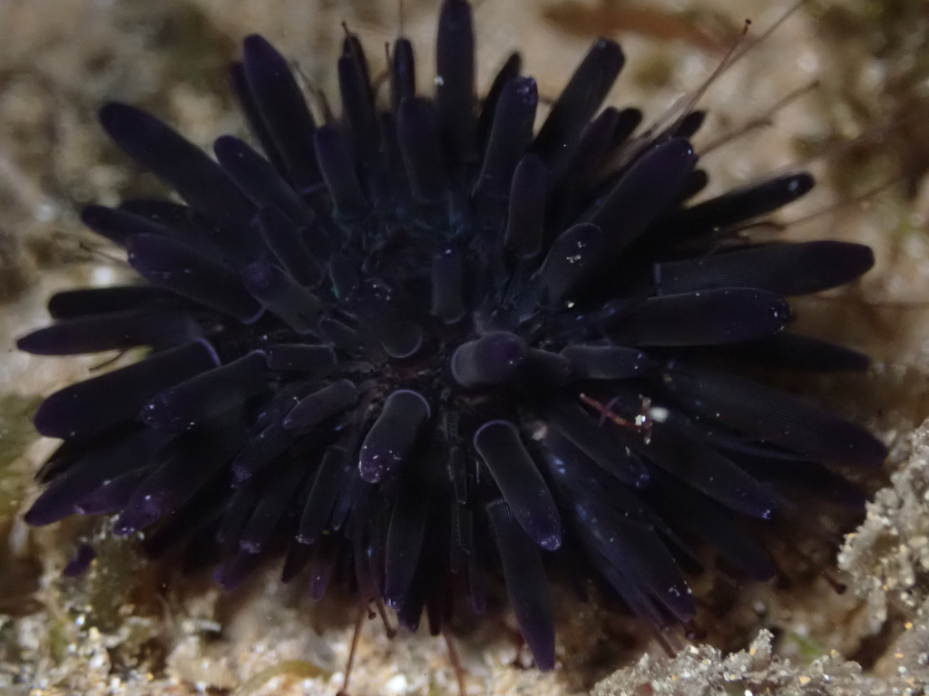 Oblong Sea Urchin