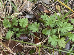 Lamium amplexicaule