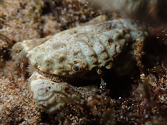 Pilodius areolatus