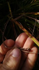 Carex subdola