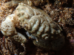 Pilodius areolatus