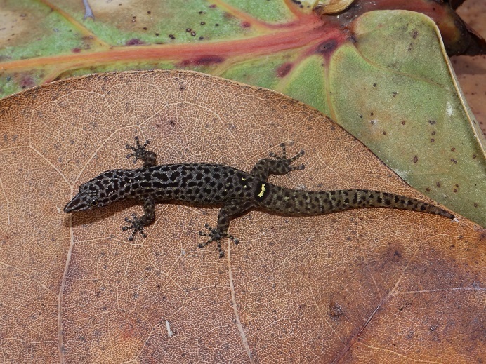 Eastern Jamaican Sharpnosed Sphaero