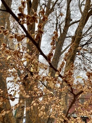 Ulmus parvifolia