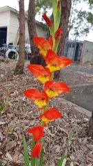 Gladiolus dalenii