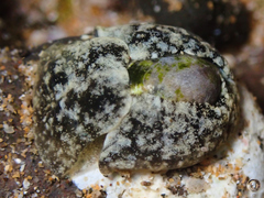 Smaragdinella calyculata