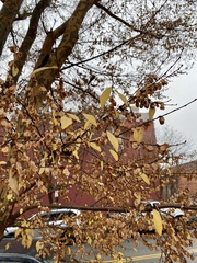 Ulmus parvifolia