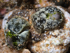 Smaragdinella calyculata