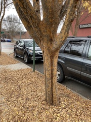 Ulmus parvifolia