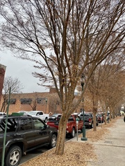 Ulmus parvifolia