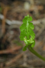 Botrychium crenulatum