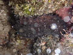Holothuria difficilis