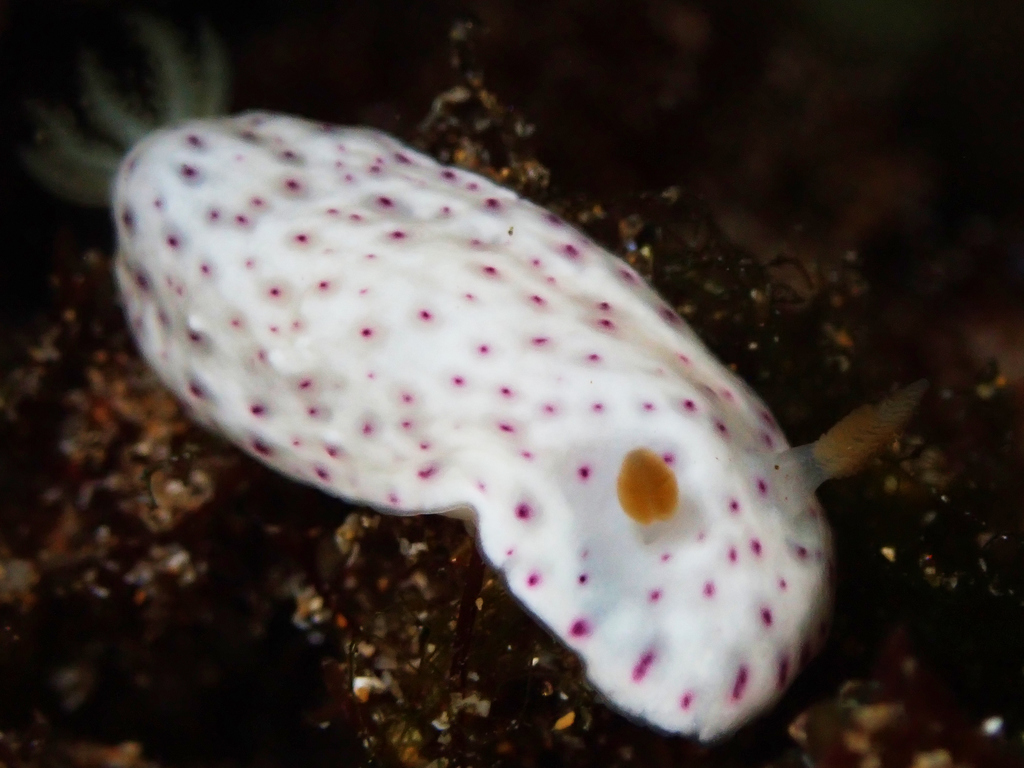 Blurred Spot Rainbow Dorid