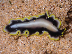 Pseudoceros paralaticlavus