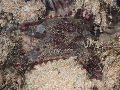 Asteropsis carinifera