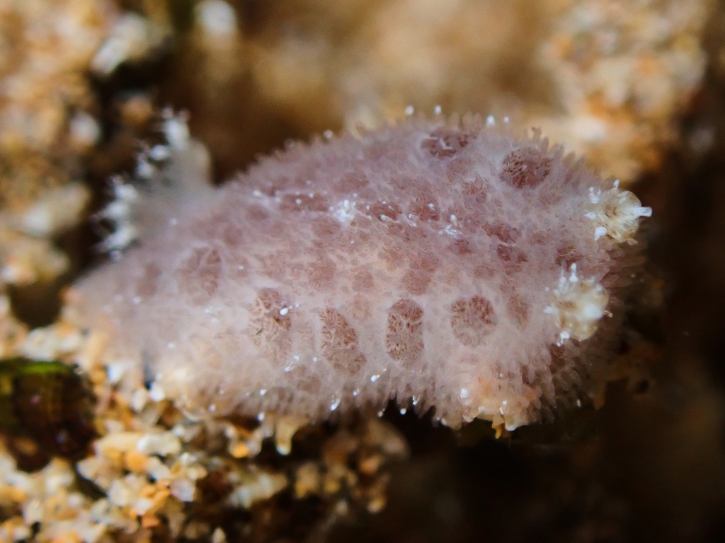 Spotted Foot Nudibranch